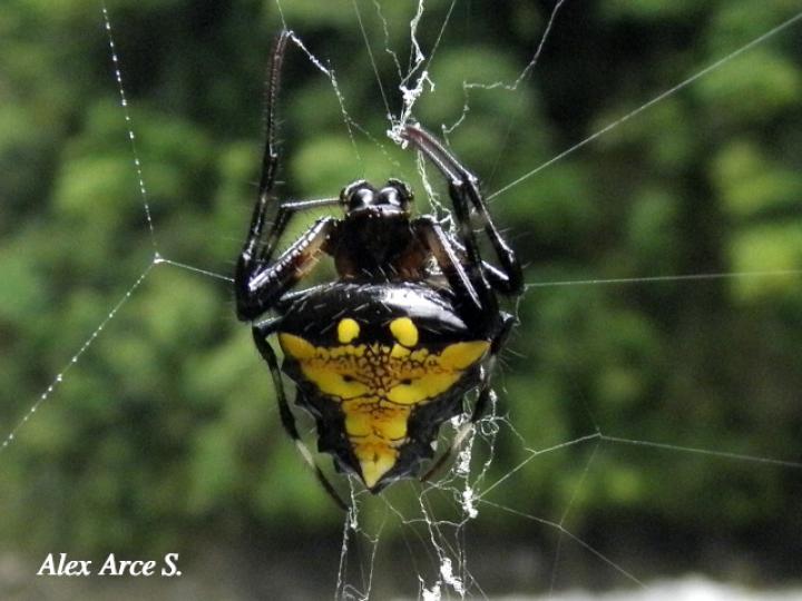 Verrucosa arenata