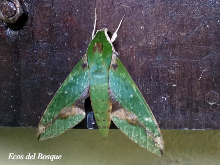 Xylophanes chiron
