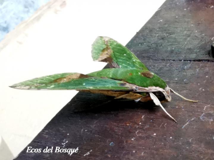 Xylophanes chiron