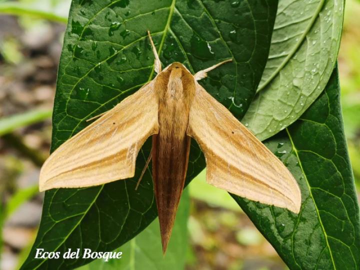Xylophanes neoptolemus