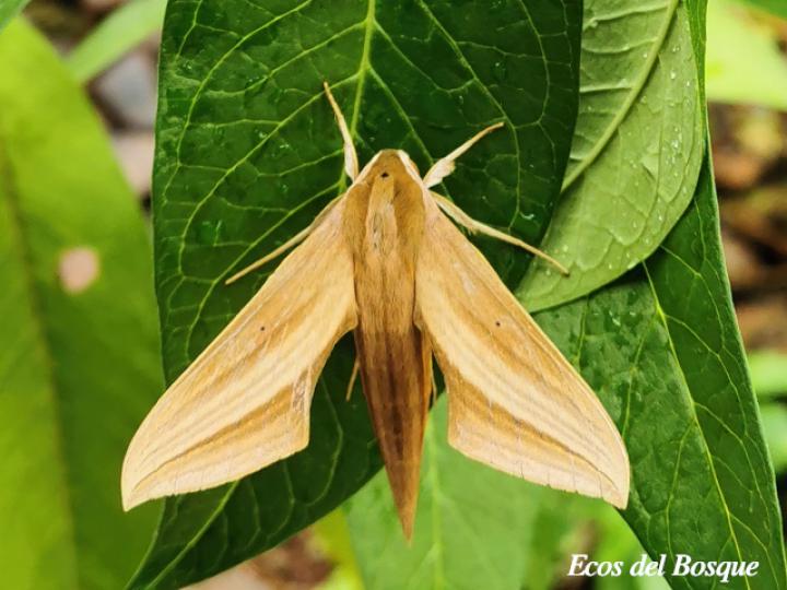 Xylophanes neoptolemus