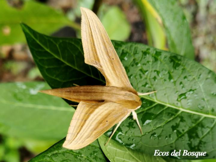 Xylophanes neoptolemus