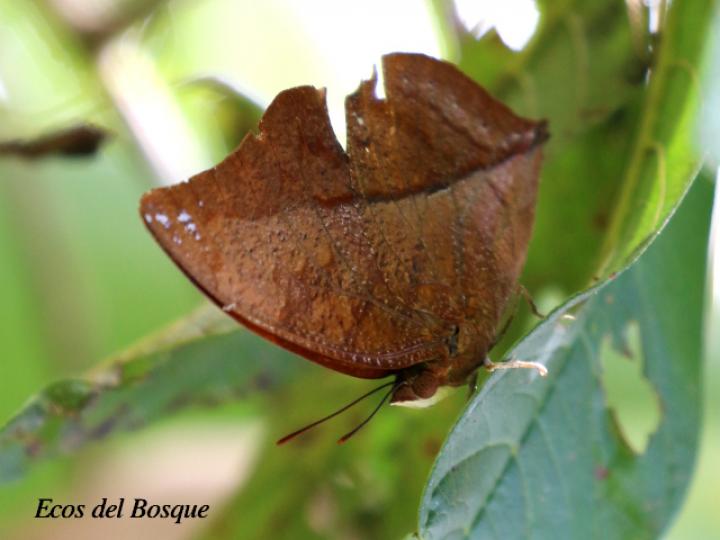 Zaretis Isidora (Isidora ala de hoja)