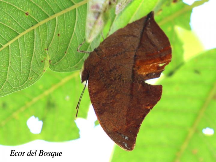 Zaretis Isidora (Isidora ala de hoja)