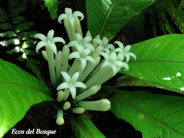 Amphidasya longicalycina
