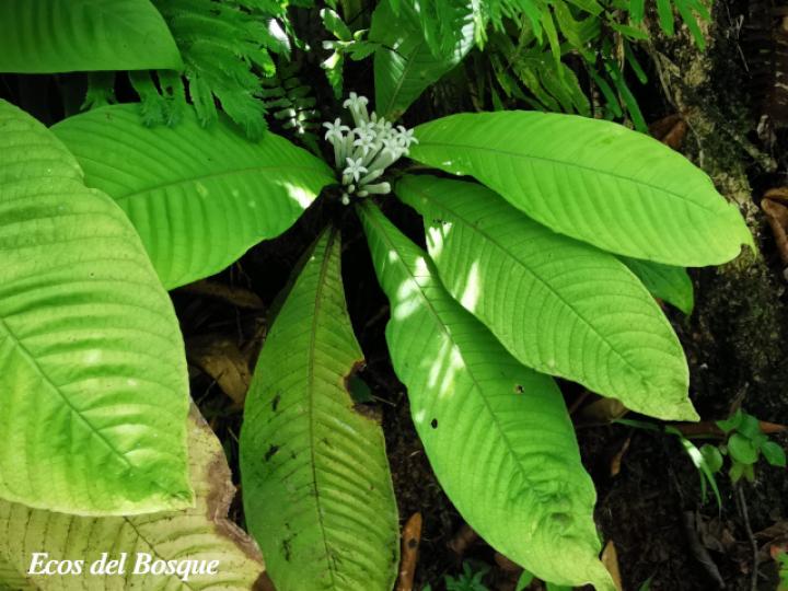 Amphidasya longicalycina