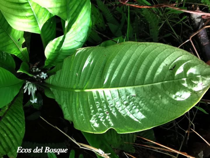 Amphidasya longicalycina