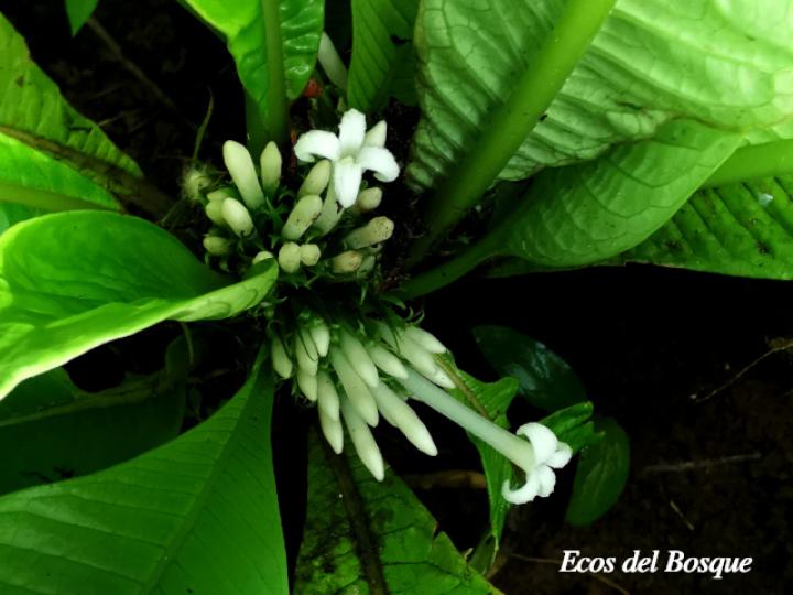 Amphidasya longicalycina