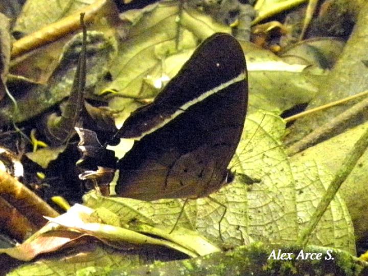 Antirrhea philoctetes lindigii