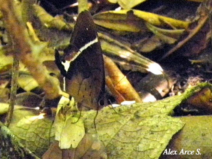 Antirrhea philoctetes lindigii