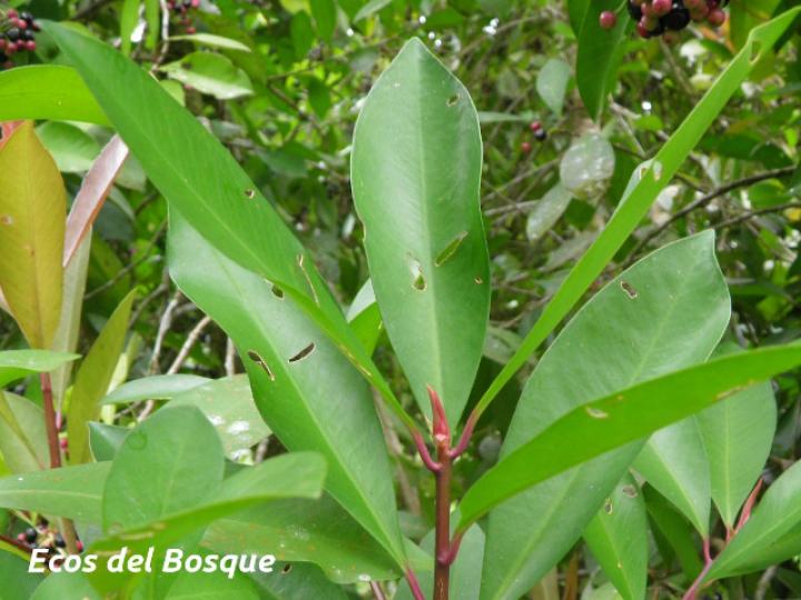 Ardisia elliptica (Tucuico)