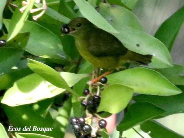Ardisia elliptica (Tucuico)