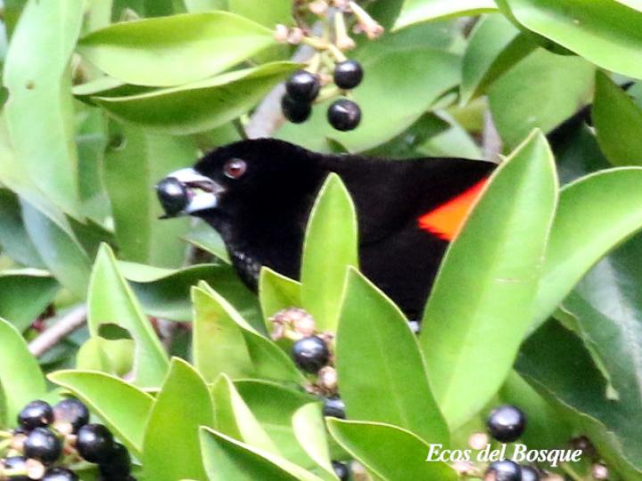 Ardisia elliptica (Tucuico)
