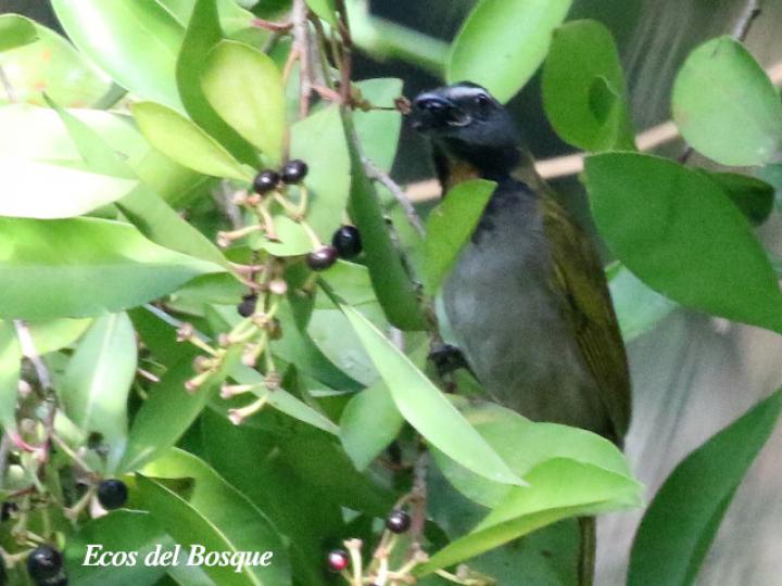 Ardisia elliptica (Tucuico)