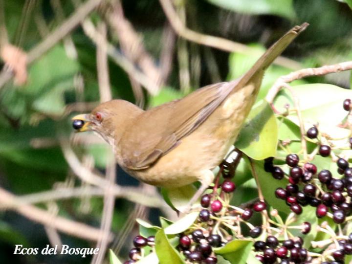 Ardisia elliptica (Tucuico)