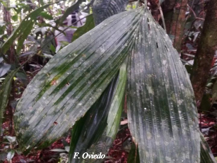 Asplundia utilis (Cola de gallo)