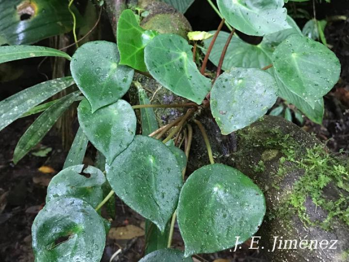 Begonia conchifolia | Ecos del Bosque