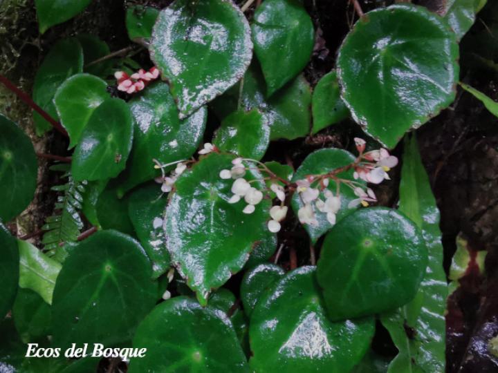 Begonia conchifolia | Ecos del Bosque
