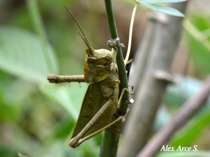 Colpolopha bruneri Colpolopha bruneri