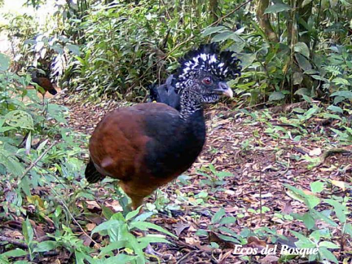 Crax rubra (Pavón) hembra