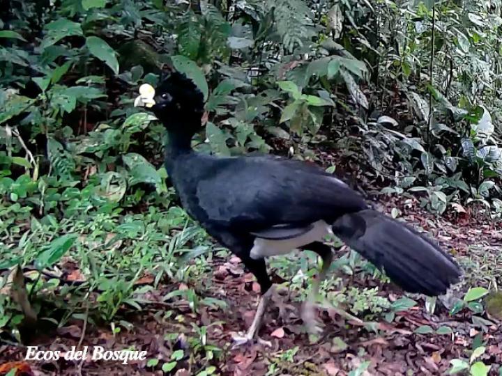 Crax rubra (Pavón) macho
