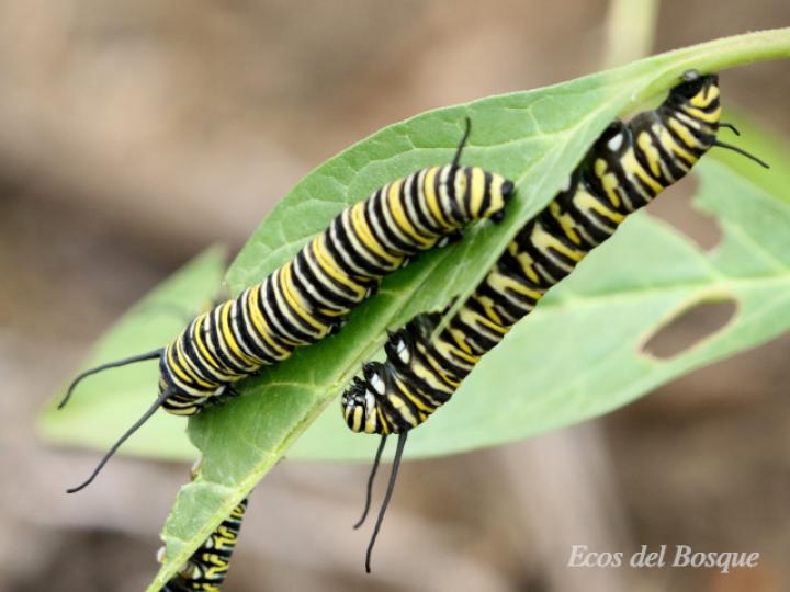 Larva de Danaus plexippus plexippus
