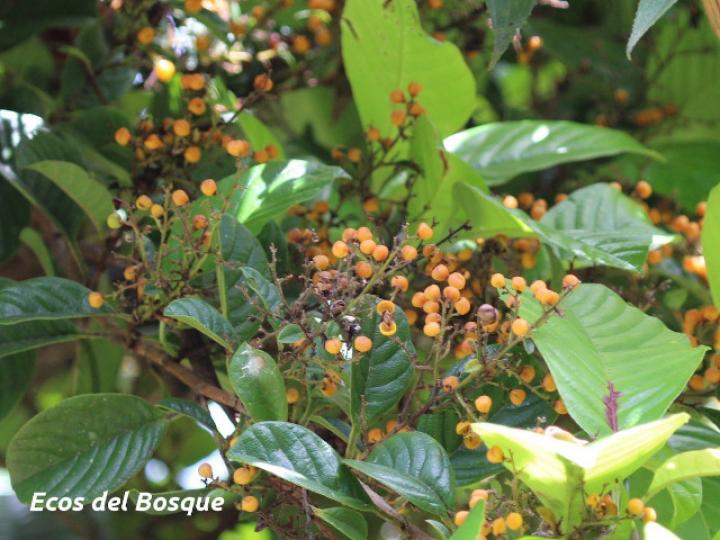 Davilla nitida (Bejuco de agua, chaparro)