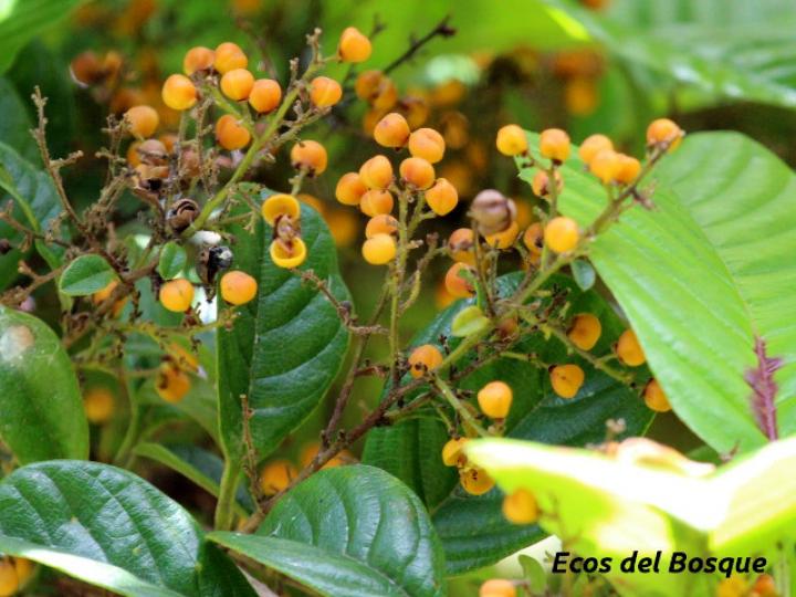 Davilla nitida (Bejuco de agua, chaparro)