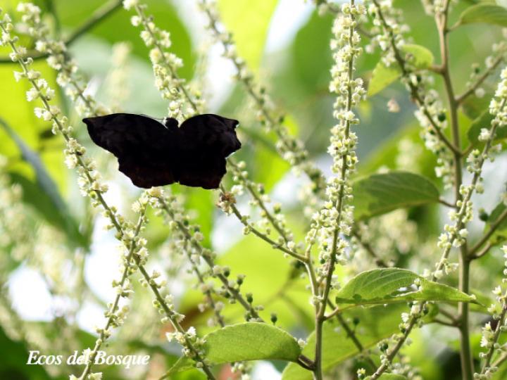 Eantis thraso (Saltarín negro)