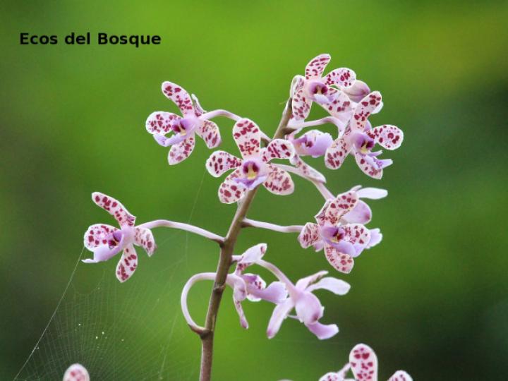 Epidendrum schumannianum