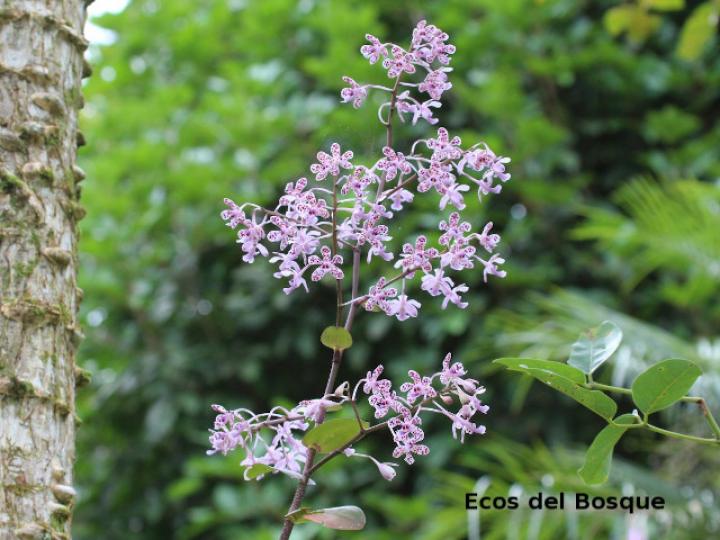 Epidendrum schumannianum