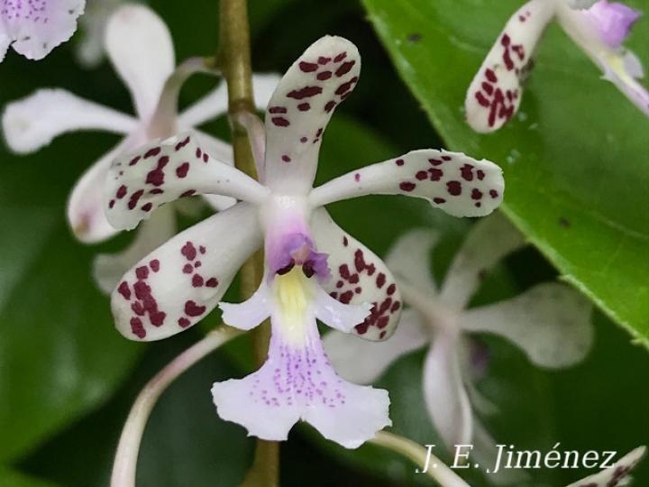 Epidendrum schumannianum