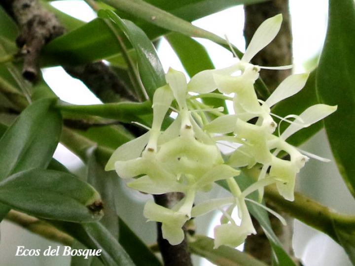 Epidendrum trialatum