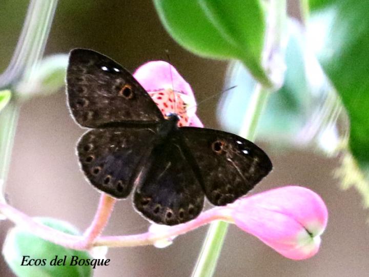 Eurybia unxia (Eurybia alas azules)