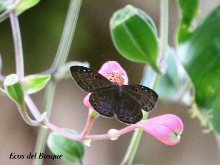 Eurybia unxia (Eurybia alas azules)