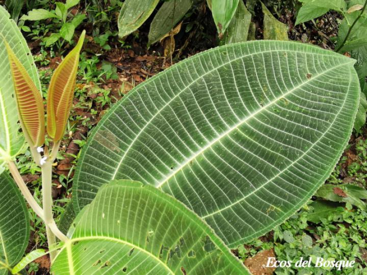 Larva Flatidae no identificada