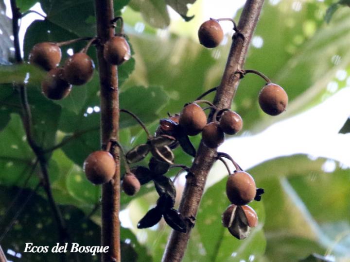 Hampea appendiculata (Burío ratón) Hampea appendiculata (Burío ratón)