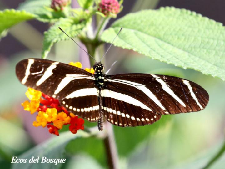 Heliconius charithonia charithonia(Cebrita)