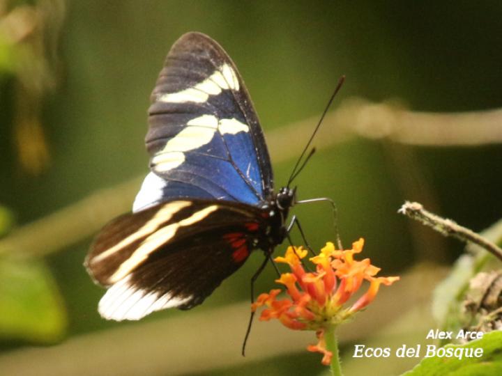 Heliconius eleuchia eleuchia
