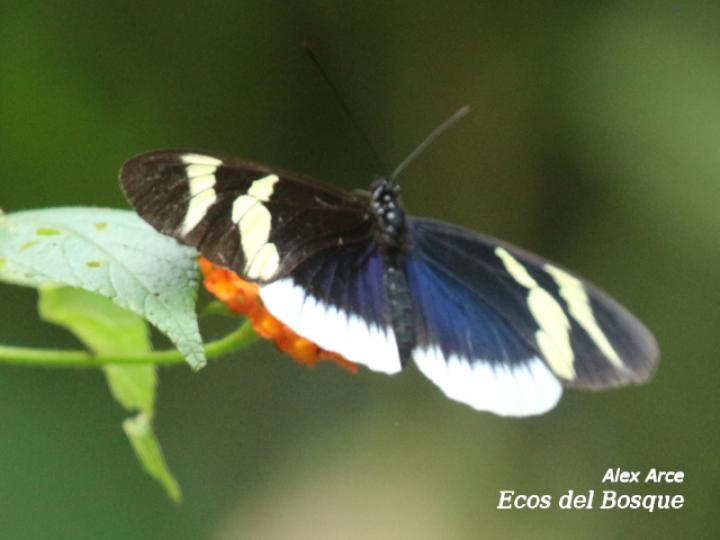 Heliconius eleuchia eleuchia