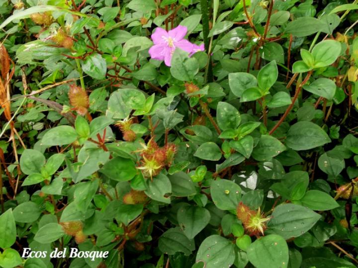 Heterotis rotundifolia (Dama rosa)