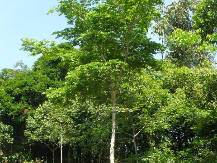 Hymenaea courbaril (Guapinol)