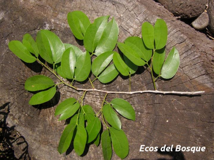 Hymenaea courbaril (Guapinol)