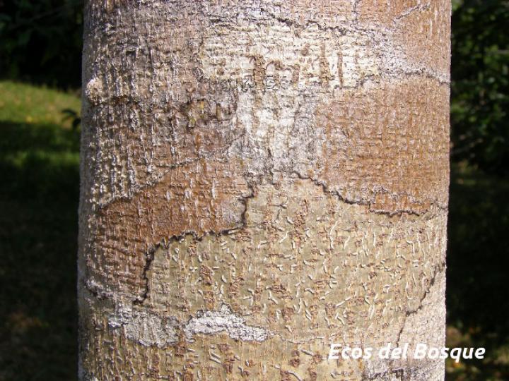 Hymenaea courbaril (Guapinol)