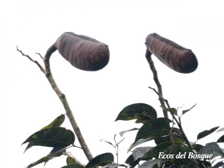 Hymenaea courbaril (Guapinol)