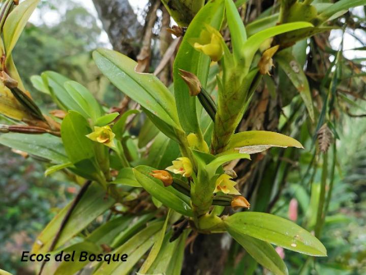 Maxillaria diuturna