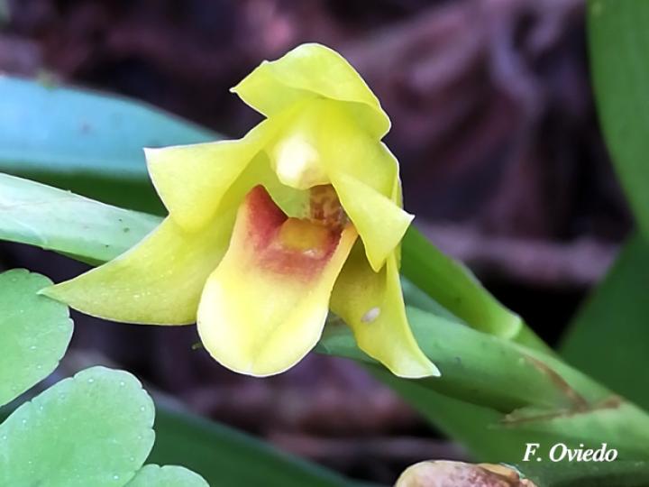 Maxillaria diuturna