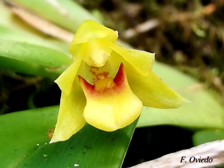 Maxillaria diuturna