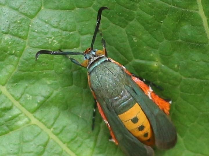 Melittia cucurbitae (Barrenador de la calabaza)