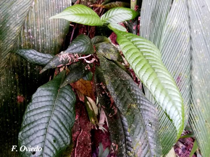 Mickelia nicotianifolia